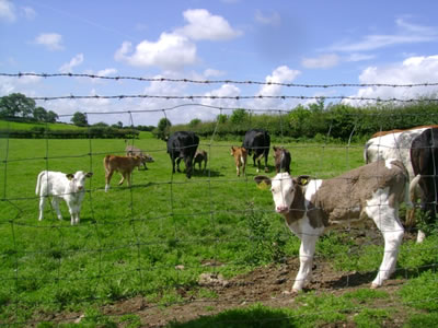 Cows